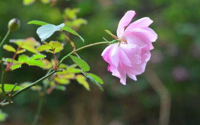 1652665894719810.jpg 花卉摄影创作